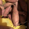 [西沛生鲜]山东烟薯25号 净重9斤 中大果 红心 糖心蜜薯 新鲜农家沙地超甜地瓜山芋晒单图