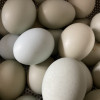 桃小淘 绿壳乌鸡蛋10枚 农家散养绿皮乌鸡蛋笨鸡蛋柴鸡蛋月子蛋 非鹌鹑蛋鸭蛋鹅蛋晒单图