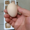 [西沛生鲜] 新鲜谷物鸡蛋 10枚 散养土鸡蛋 柴鸡蛋笨鸡蛋草鸡蛋整箱晒单图