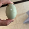 [西沛生鲜]河南 新鲜生鸭蛋 30枚 60-70g/个 农家散养新鲜正宗土鸭子晒单图
