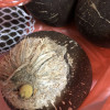[西沛生鲜] 海南小椰皇 热带特产 老椰子 2个装 黑壳椰皇 西沛晒单图