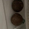 [西沛生鲜] 海南小椰皇 热带特产 老椰子 2个装 黑壳椰皇 西沛晒单图