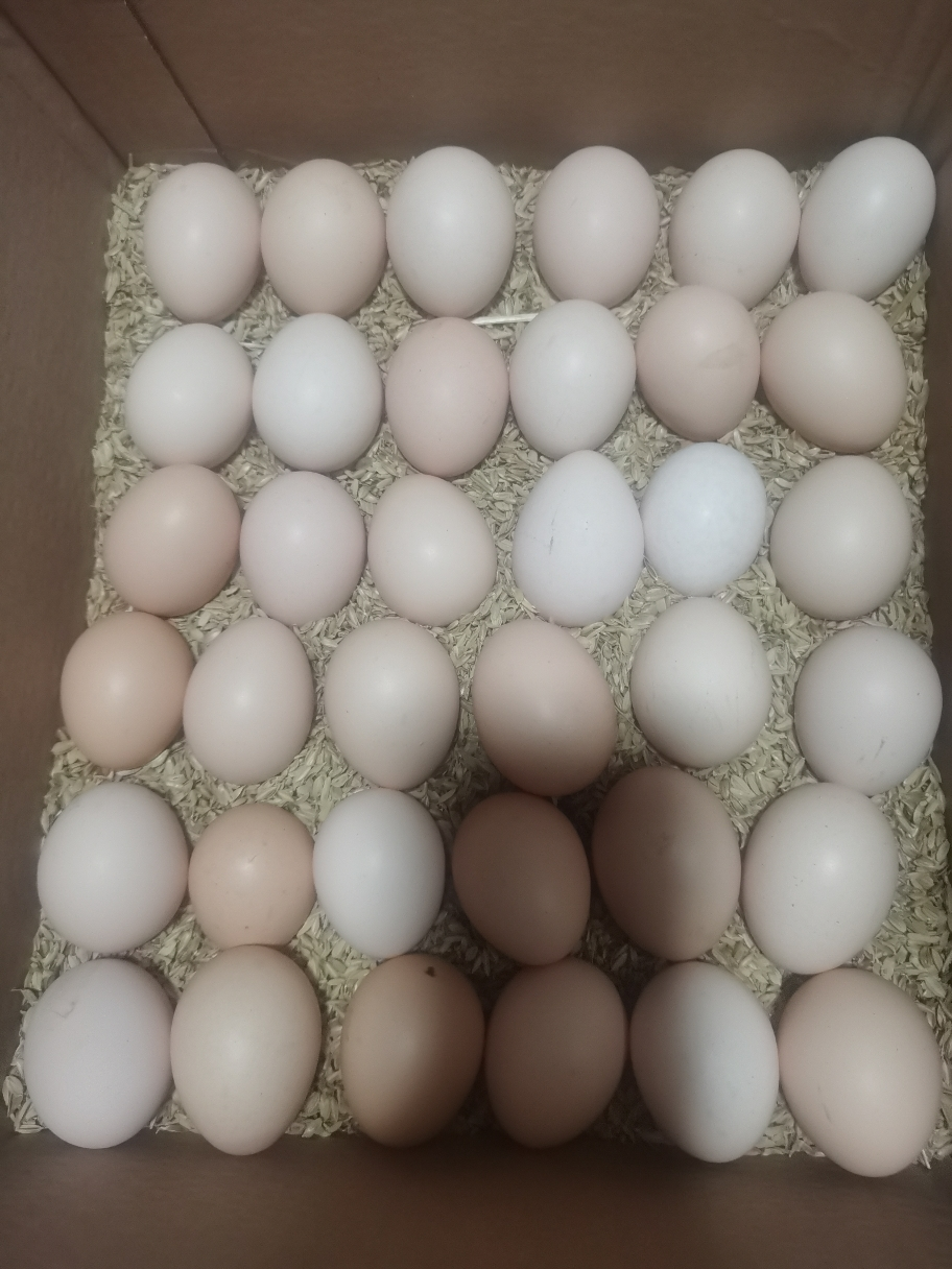 五个农民 40枚装 1600g农家散养草鸡蛋 现捡现发土鸡蛋 农家自养 营养美味晒单图