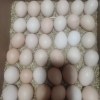 五个农民 40枚装 1600g农家散养草鸡蛋 现捡现发土鸡蛋 农家自养 营养美味晒单图