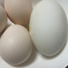 [西沛生鲜]正宗新鲜鹅蛋 12枚 80-100g/个 农家散养土鹅蛋孕妇特产现捡大鹅蛋初生蛋晒单图