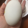 [西沛生鲜]正宗新鲜鹅蛋 12枚 80-100g/个 农家散养土鹅蛋孕妇特产现捡大鹅蛋初生蛋晒单图