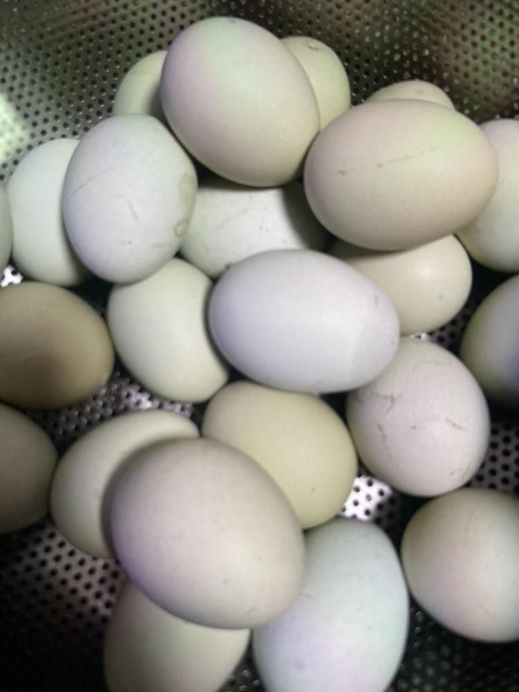 桃小淘 绿壳乌鸡蛋10枚 农家散养绿皮乌鸡蛋笨鸡蛋柴鸡蛋月子蛋 非鹌鹑蛋鸭蛋鹅蛋晒单图