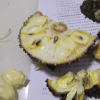 [苏鲜生]海南黄肉菠萝蜜 新鲜水果 香甜可口 1个 净重15-20斤装 热带水果晒单图