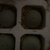 [西沛生鲜]河南 特产松花皮蛋 10枚 单果50-60g 正宗土鸭蛋新鲜腌制溏心皮蛋河南特产变蛋晒单图