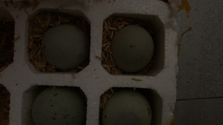 [西沛生鲜]河南 特产松花皮蛋 10枚 单果50-60g 正宗土鸭蛋新鲜腌制溏心皮蛋河南特产变蛋晒单图