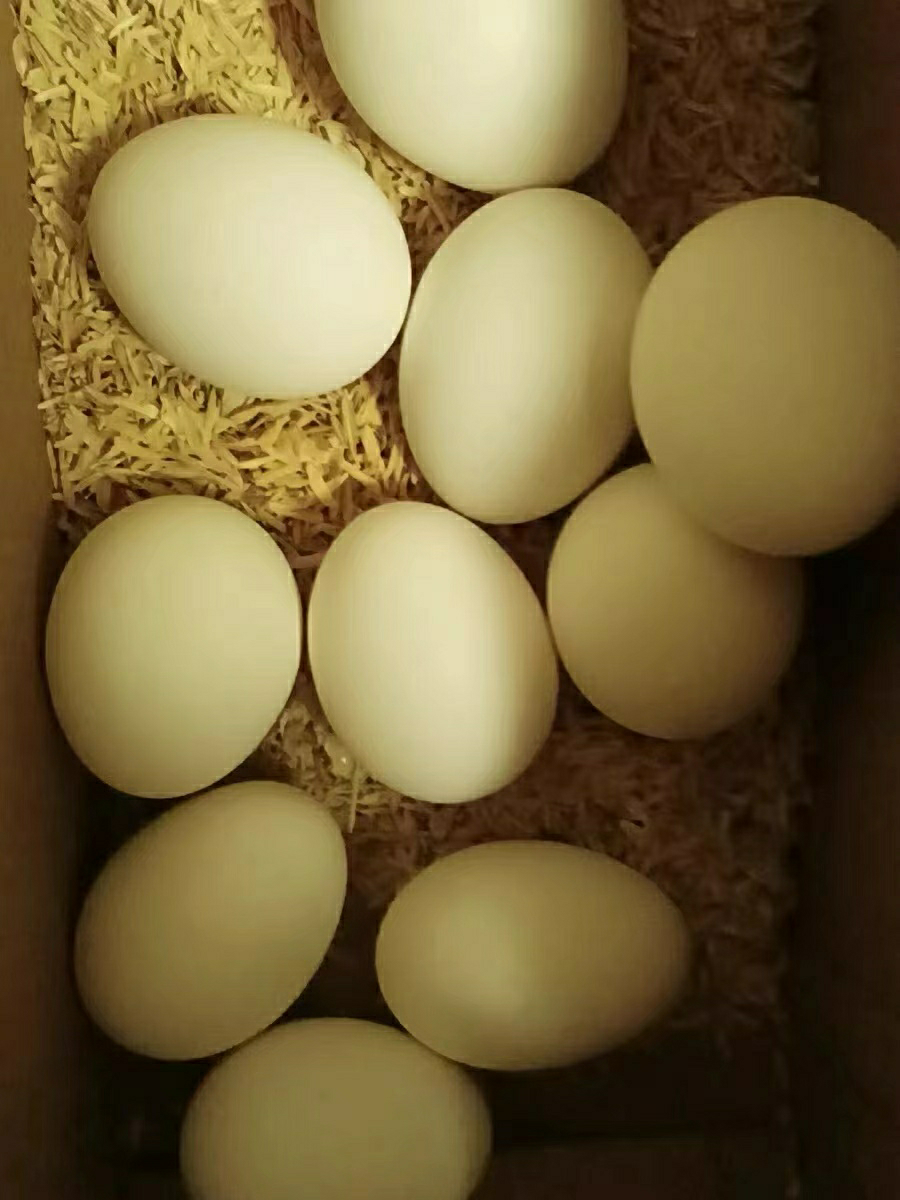 [苏鲜生] 礼盒装 新鲜谷物蛋 30 枚装 农家散养新鲜正宗草鸡蛋笨柴鸡蛋孕妇月子蛋整箱禽蛋晒单图
