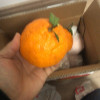 [西沛生鲜]四川不知火柑橘 净重5斤 大果 果径75-80mm 箱装 丑橘 橘子 新鲜应季水果 西沛晒单图