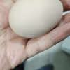 [西沛生鲜]新鲜虫草乌鸡蛋 30枚 散养土鸡蛋 柴鸡蛋笨鸡蛋草鸡蛋整箱晒单图