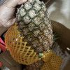 [苏鲜生]海南金钻凤梨 大果 带箱5斤 2个装 当季热带水果 香甜可口 产地直发晒单图