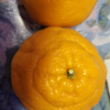四川不知火丑橘 5斤 中果65-75mm 丑八怪橙子新鲜柑橘蜜桔 新鲜水果生鲜陈小四水果四川特产晒单图