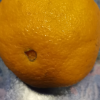 四川不知火丑橘 5斤 中果65-75mm 丑八怪橙子新鲜柑橘蜜桔 新鲜水果生鲜陈小四水果四川特产晒单图