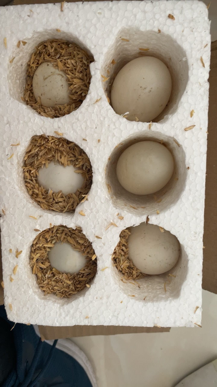 [西沛生鲜]正宗新鲜鹅蛋 6枚 80-100g/个 农家散养土鹅蛋孕妇特产现捡大鹅蛋初生蛋晒单图