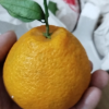 [西沛生鲜]四川不知火柑橘 净重5斤 大果 果径75-80mm 箱装 丑橘 橘子 新鲜应季水果 西沛晒单图