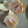 四川不知火丑橘 9斤 中果65-75-mm 丑八怪橙子新鲜柑橘蜜桔 新鲜水果生鲜陈小四水果四川特产晒单图