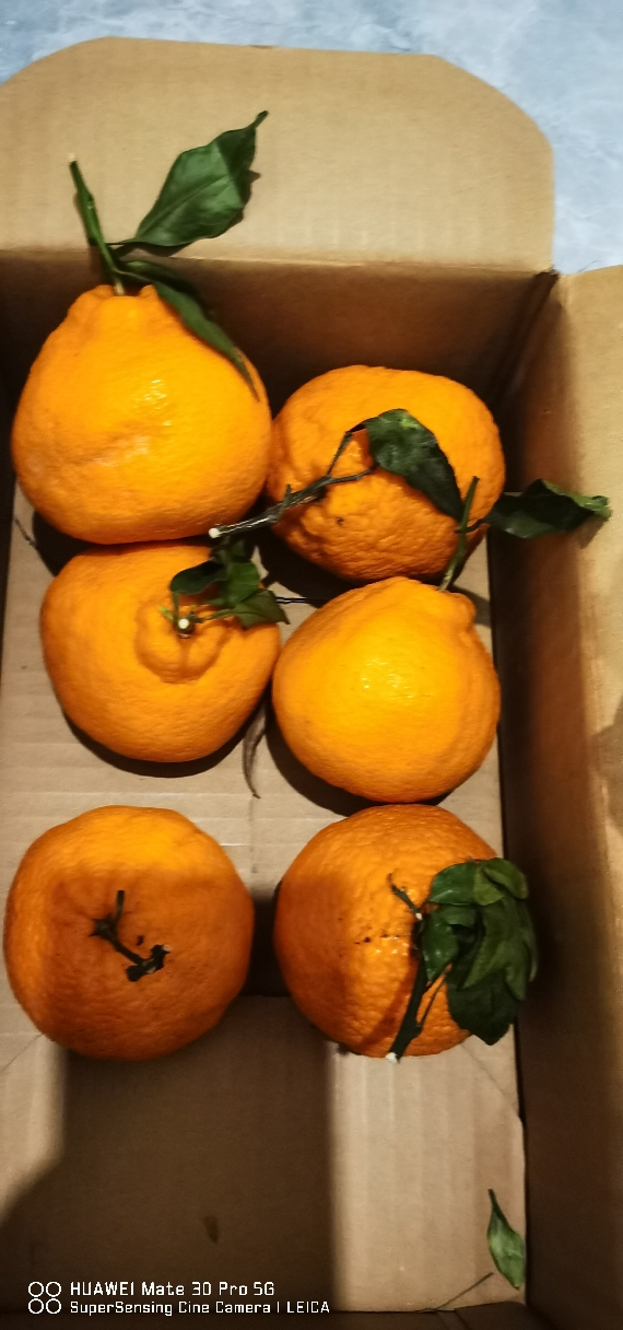 四川不知火丑橘 8斤 中果65-75mm 丑八怪橙子新鲜柑橘蜜桔 新鲜水果生鲜陈小四水果四川特产晒单图