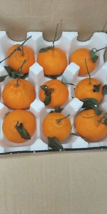[西沛生鲜] 四川不知火柑橘 净重9斤 大果 果径75-80mm 箱装 丑橘 橘子 新鲜应季水果 西沛晒单图