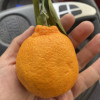 [西沛生鲜]四川不知火柑橘 净重5斤中果 果径65-75mm 箱装 丑橘 橘子 新鲜应季水果 西沛晒单图