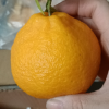 [苏鲜生]四川不知火柑橘 净重3斤 大果 果径75-80mm 箱装 丑橘 橘子 新鲜应季水果晒单图