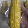 德伟东北黄糯玉米200gx8根 非转基因鲜食粘糯黄玉米棒晒单图