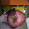 鲜贝达 洛川苹果5斤[净重4.5-5斤][单果80-85mm]新鲜水果晒单图
