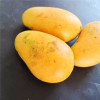 [西沛生鲜]新鲜小台芒果 净重3斤装 小果 单果50-90g左右 新鲜水果 香甜可口晒单图