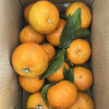 [鲜贝达]云南沃柑5斤装[单果70-75mm] 橙子晒单图