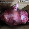 [西沛生鲜]云南紫皮洋葱 大洋葱 新鲜采摘蔬菜 香辣适口 净重3斤装晒单图