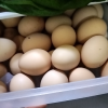 [西沛生鲜] 新鲜谷物鸡蛋 10枚 散养土鸡蛋 柴鸡蛋笨鸡蛋草鸡蛋整箱晒单图