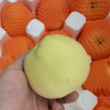 [西沛生鲜]山东新鲜黄元帅苹果粉面苹果 净重5斤 单果80-90mm 甜蜜可口晒单图