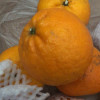 [鲜贝达]云南沃柑5斤装[单果70-75mm] 橙子晒单图