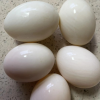 [西沛生鲜]正宗新鲜鹅蛋 6枚 90-120g/个 农家散养土鹅蛋孕妇特产现捡大鹅蛋初生蛋晒单图