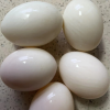 [西沛生鲜]正宗新鲜鹅蛋 6枚 90-120g/个 农家散养土鹅蛋孕妇特产现捡大鹅蛋初生蛋晒单图