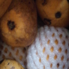 鲜贝达 海南小台农芒果9斤大果(90-120g起)新鲜现摘 小台芒 应季热带水果晒单图