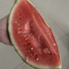 [苏鲜生]云南 新鲜麒麟西瓜 1个 7-8斤 新鲜水果 汁多肉甜晒单图