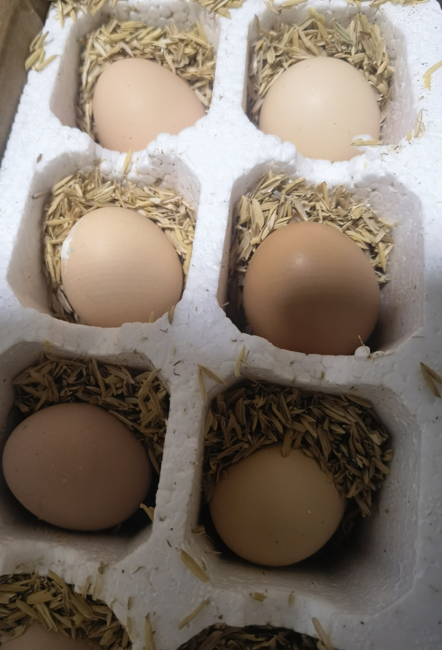[西沛生鲜]新鲜谷物蛋 10枚装 农家散养新鲜正宗草鸡蛋笨柴鸡蛋孕妇月子蛋整箱禽蛋晒单图