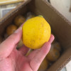 [西沛生鲜]重庆新鲜黄柠檬 净重5斤 香味浓郁 皮薄多汁 新鲜水果 西沛生鲜晒单图