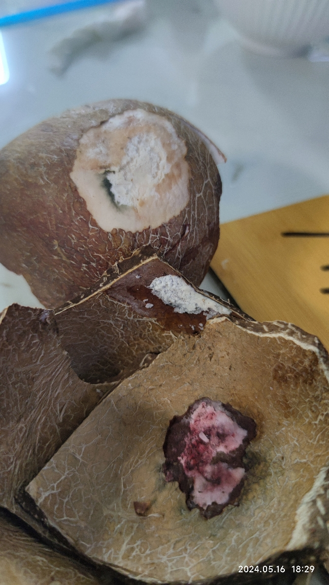 [西沛生鲜]海南小椰皇 热带特产 老椰子 4个装 黑壳椰皇 西沛晒单图
