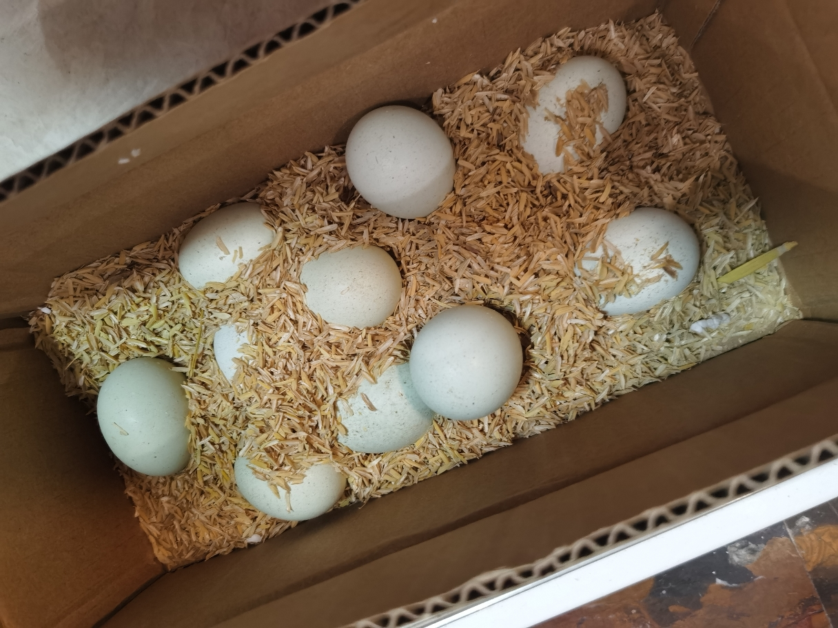 [西沛生鲜]新鲜虫草乌鸡蛋 10枚 散养土鸡蛋 柴鸡蛋笨鸡蛋草鸡蛋整箱晒单图