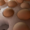[西沛生鲜]新鲜谷物蛋 4枚装 农家散养新鲜正宗草鸡蛋笨柴鸡蛋孕妇月子蛋整箱禽蛋晒单图