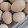 蛋鲜森可生食蛋30枚装 1200g 高端无菌可生食 营养健康晒单图