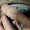 [苏鲜生]山东烟薯25号 净重5斤 小果 红心糖心蜜薯 新鲜农家沙地超甜地瓜山芋晒单图