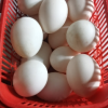 [西沛生鲜]河南 新鲜生鸭蛋 20枚 50-60g/个 农家散养新鲜正宗土鸭子晒单图