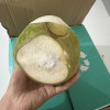 [苏鲜生]海南椰青 当季热带水果 水果椰子 4个装 现摘现发 营养美味 清甜可口晒单图