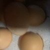 [西沛生鲜]新鲜谷物蛋 4枚装 农家散养新鲜正宗草鸡蛋笨柴鸡蛋孕妇月子蛋整箱禽蛋晒单图