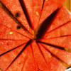 [苏鲜生]云南 新鲜麒麟西瓜 1个 3-4斤 新鲜水果 汁多肉甜晒单图